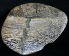 Polished Iguanodon Bone - Isle Of Wight #8968-1